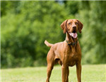 维兹拉犬的品种简介