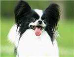 蝴蝶犬智商高不高