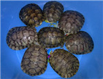 巴西龜?shù)闹饕膊〖胺乐畏椒? width=150
								height=115 /></a></dd><dt class=