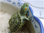 巴西龜的選購與飼養雜談