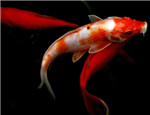 食鹽可用于治療錦鯉魚病