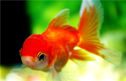 如何讓金魚越養(yǎng)越漂亮