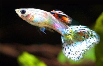 海底小公主，孔雀魚飼養全攻略