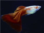 孔雀魚名字的歷史及由來