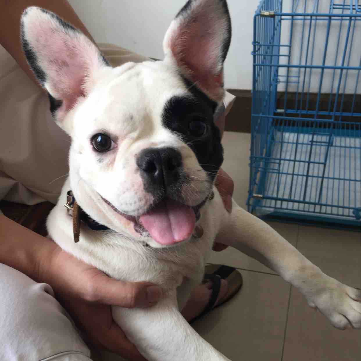 比瑞吉 小型犬全期犬粮深海鱼油美毛调理狗粮2kg