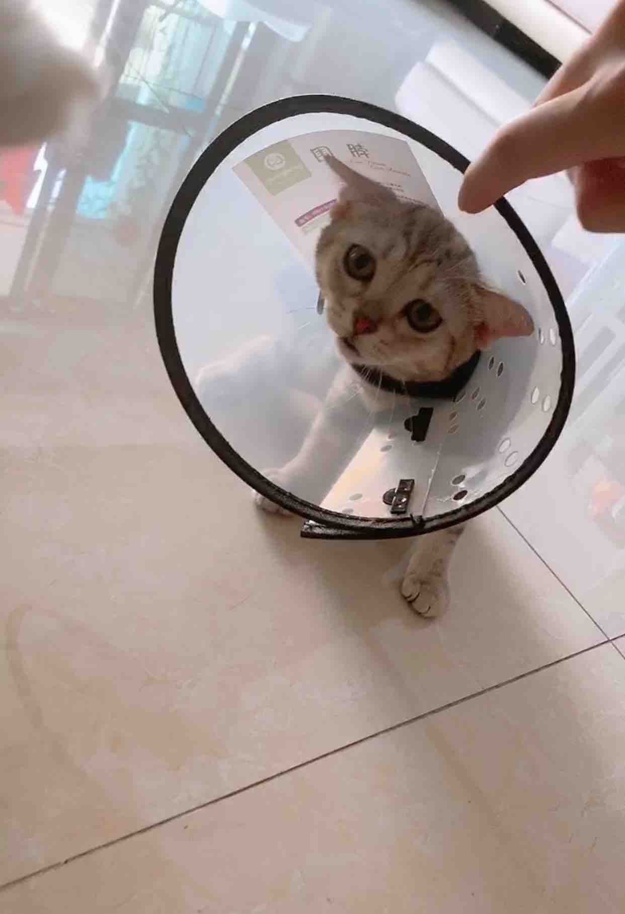 中恒 宠物防抓舔咬美容罩头套 伊丽莎白圈 猫狗围脖