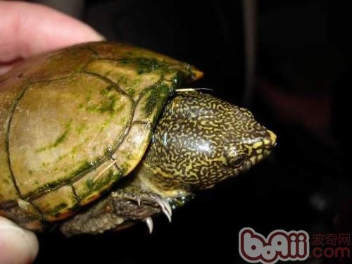 蛋龟之——斑纹泥龟的介绍