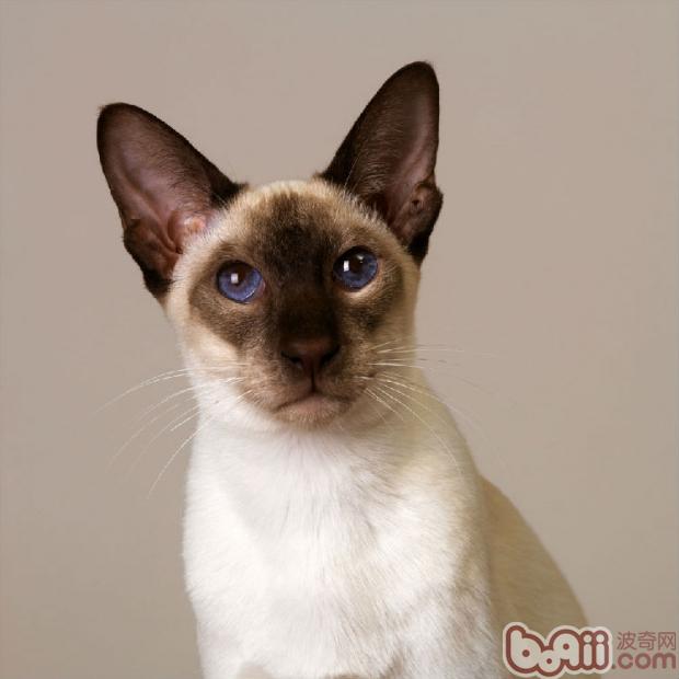 暹罗猫的铜缺乏症