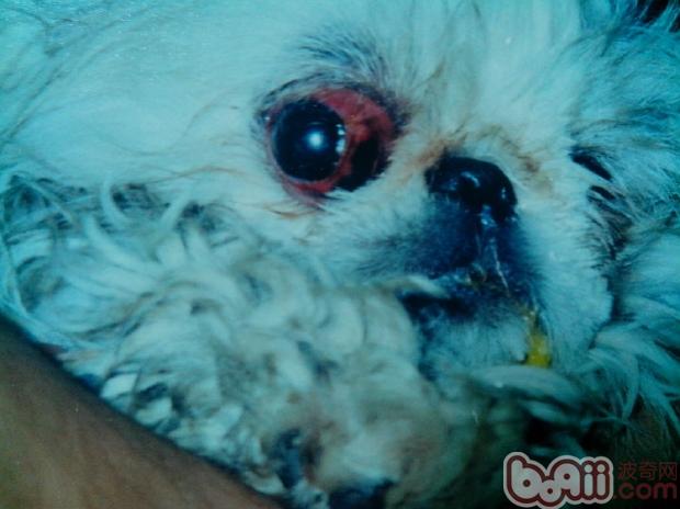 图为京巴犬的眼球脱出