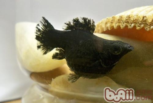 黑玛丽鱼和孔雀鱼杂交图片