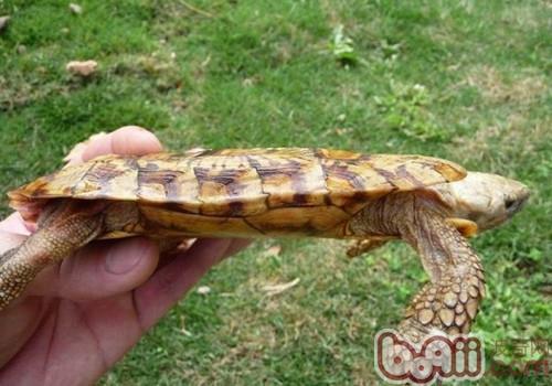 饼干龟腹甲长度12~15cm,饼干陆龟最突出的特性就在于它那非常扁平但是