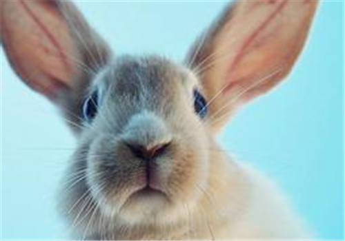 小兔子三瓣嘴图片图片