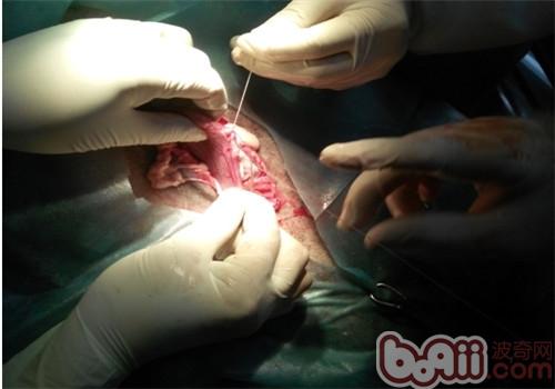 一例犬胃扭转的诊治