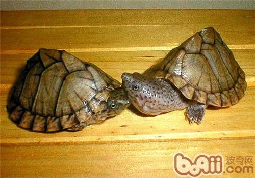 屋顶龟龟龟的养殖需要循序渐进,不同种类的龟养殖方法有很大的区别