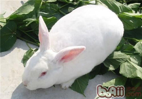 在我国农村,饲养兔子的品种是以肉兔和皮肉两用兔为主的,宠物兔品种