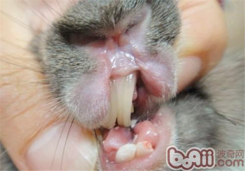 兔子牙齿过长