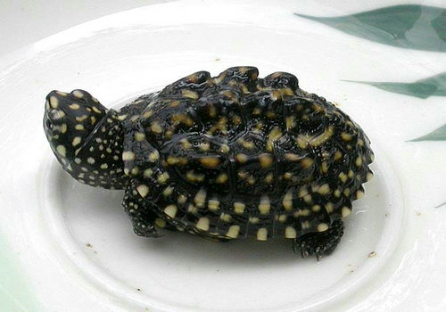 成体斑点池龟图片