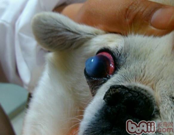 犬角膜炎 初期图片