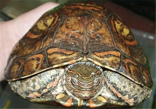 斑腿木纹龟图片