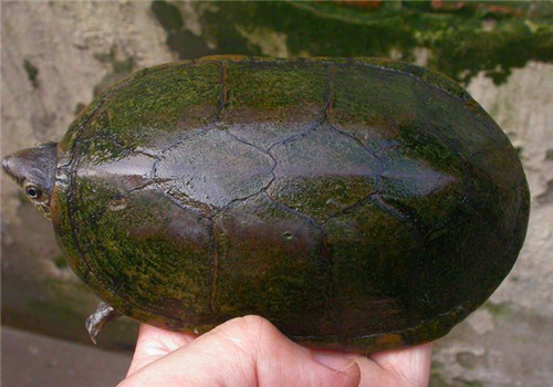 瓦哈卡泥龟苗子图片