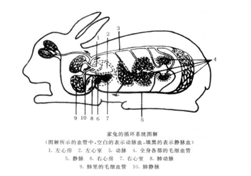 兔子心脏位置解剖图图片