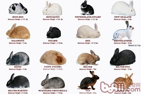 各品种兔子图片(含名称及体重),图片来源:美国兔子育种协会官网