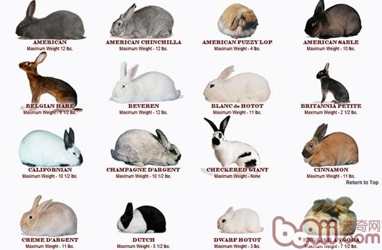侏儒兔品种全解图片