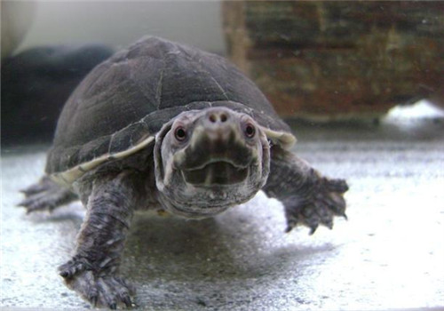 在麝香龟家族中,密西西比麝香龟无疑是数量最