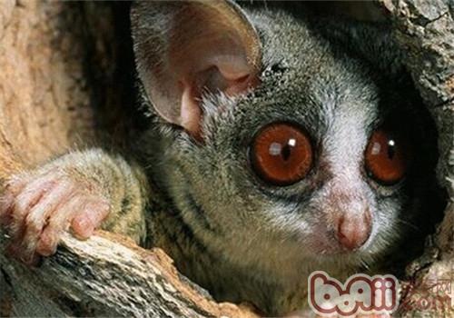 婴猴婴猴(galago senegalensis)也称塞内加尔婴猴,它与眼镜猴以及懒猴