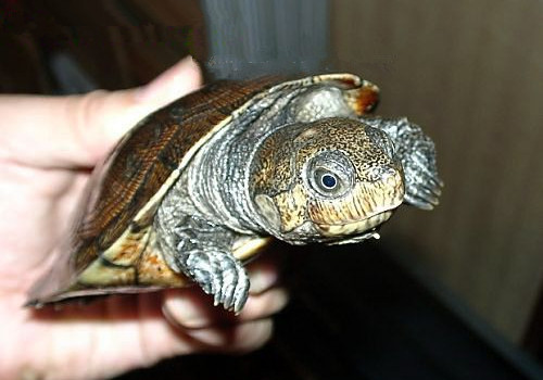 马岛大头侧颈龟图片