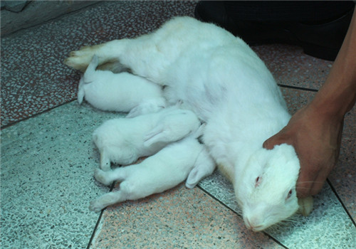 母兔产房自制图片图片