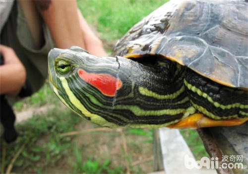 声音对龟龟的影响分析