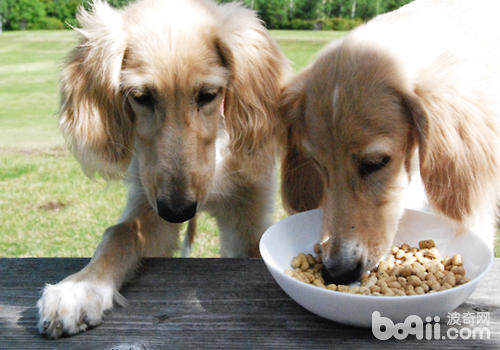 问题,而且为了"科学"地喂养狗狗,很多人对于狗狗喂食的量都相当的精确