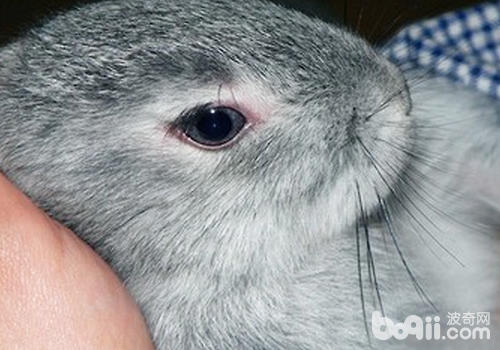 兔子眼睛正常图片图片
