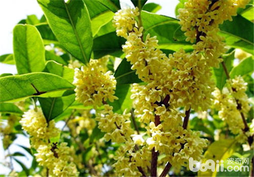 盆栽桂花如何在北方安全过冬-波奇网百科大全