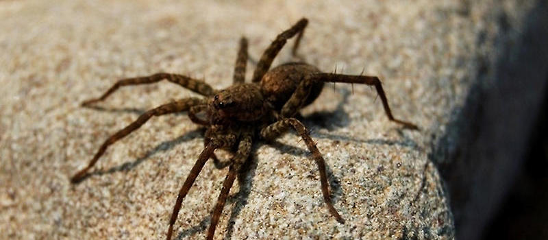 如何处理蜘蛛霉菌斑病及线虫病