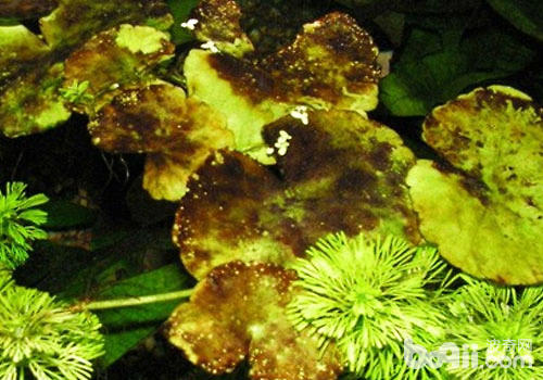 安黄褐藻是什么图片