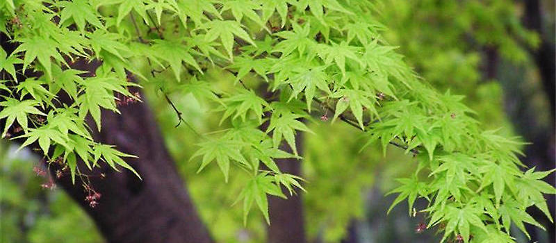 青枫的外形特点及品种简介