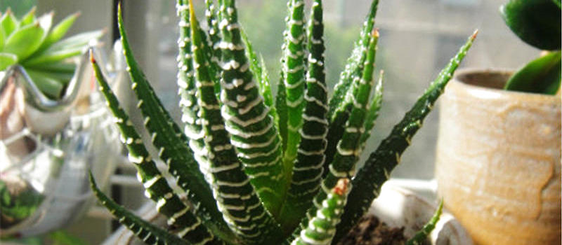 条纹十二卷的繁殖方法介绍|多肉植物繁殖-波奇网百科大全