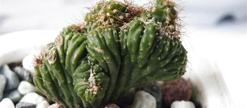 山影拳的品种简介