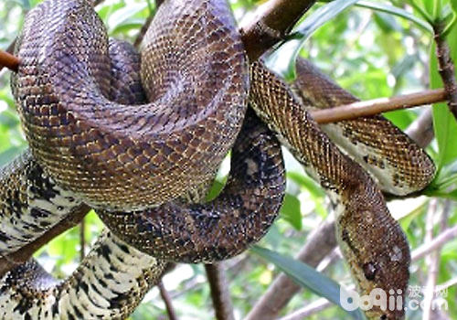 蟒蛇是兴发娱乐网页天敌