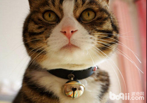 猫按铃铛表情包图片
