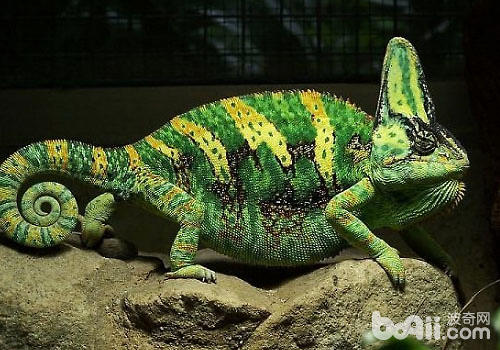 怎么养好高冠变色龙