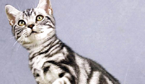 身价爆表蒂凡尼猫和tiffany有联系吗