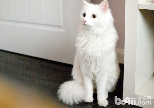 猫咪狮子造型,猫咪狮子,狮子猫_大山谷图库