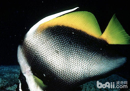 黑白相间条纹的热带鱼图片