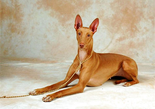 法老王猎犬体型图片