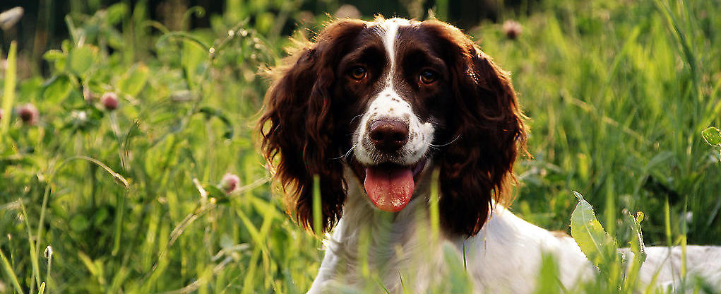 如何给史宾格犬护理被毛