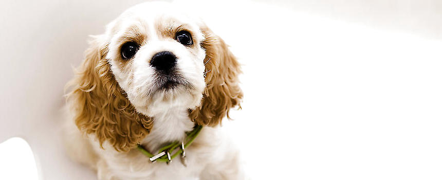 没断奶小可卡犬该如何养