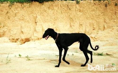 细犬一个月图片,细犬图片灵缇_大山谷图库